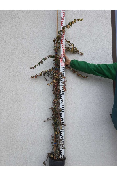 Плющ обыкновенный Голдхарт - 5л/вис.120-140см/Ø20-30см